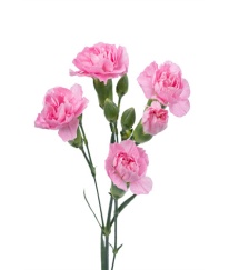 Spray Carnation Pink