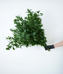 Greens Ruscus