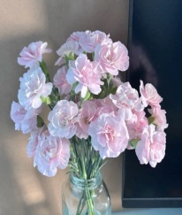 Spray Carnation Crown Princess