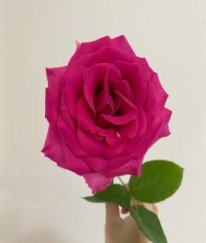 Premium Rose Pink Floyd