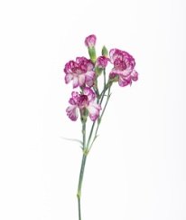 Spray Carnation Danube