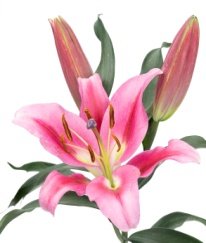 Lily Profundo Three Heads