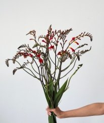 Renanthera Red