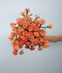 Spray Carnation Samba