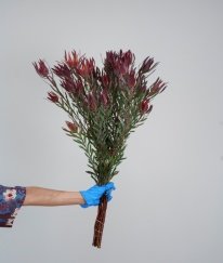 Leucadendra Red Spray Fine Leaves