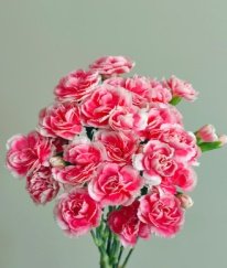 Spray Carnation Cherry Prince