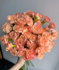 Spray Carnation Orange