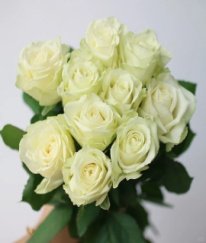 T-Hybrid Rose White