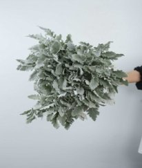 Greens Dusty Miller