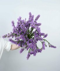 Statice Lavander