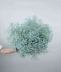 Hypericum Crystal Beans
