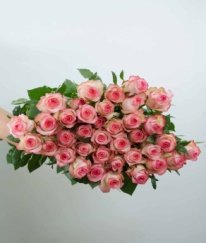 T-Hybrid Rose Jumilia