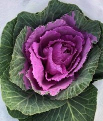 Brassica Mix