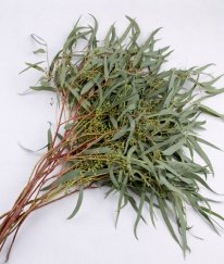 Eucalyptus Nikoli