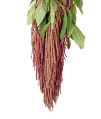 Amaranthus Red