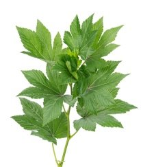 Greens Ashiba