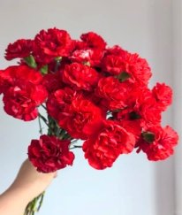 Spray Carnation Red