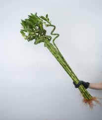 Greens Lucky Bamboo