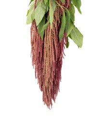 Amaranthus MIX natural