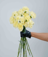 Sim Carnation Yellow