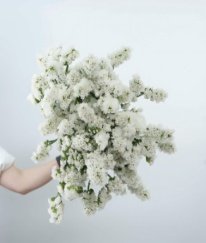 Statice White