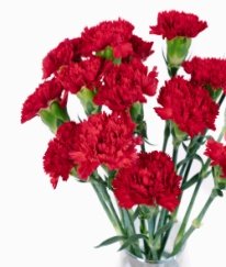 Sim Carnation Hongfu