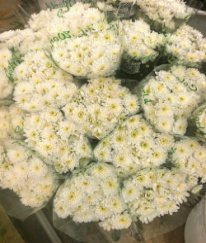 Chrysanthemum Spray Altay A Class
