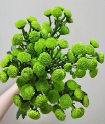 Chrysanthemum Spray Green Forrest