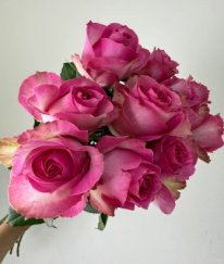 T-Hybrid Rose Hot Pink