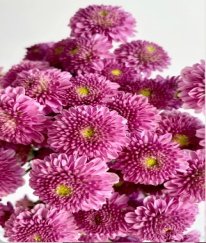 Chrysanthemum Spray Purple Beauty