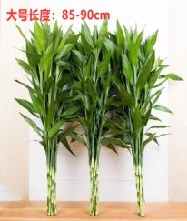 Greens Lucky Bamboo