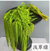 Amaranthus Pale grass green