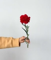 Sim Carnation Hongfu