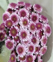 Chrysanthemum Spray Fen Yan