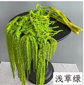 Amaranthus Pale grass green