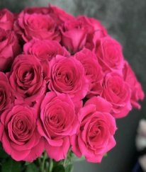 T-Hybrid Rose Floyd