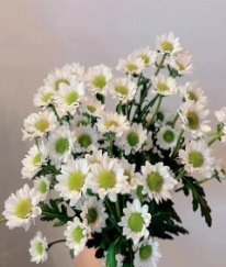 Chrysanthemum Spray Katie White