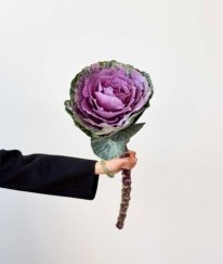 Brassica Purple