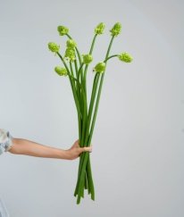 Ornithogalum Ornithogalum