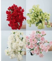 Spray Carnation Mix