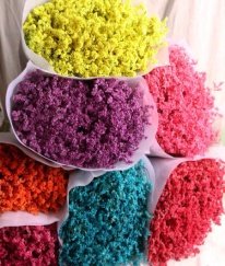 Limonium Mix