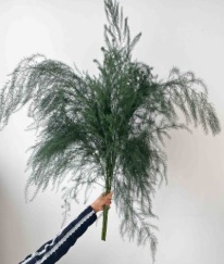 Greens Asparagus Fern