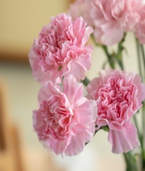 Sim Carnation Soft Pink