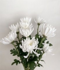 Chrysanthemum Zembla White