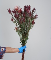 Leucadendra Red Spray Fine Leaves