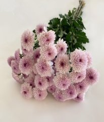 Chrysanthemum Spray Matisse