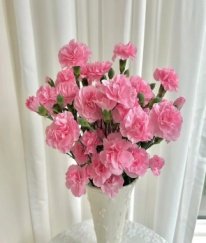 Spray Carnation Pink