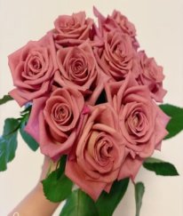 T-Hybrid Rose Barista