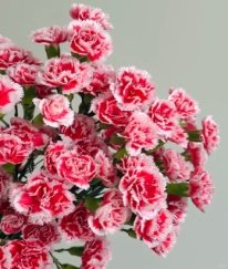 Carnation Scarlett