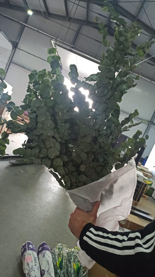 Eucalyptus Cineria